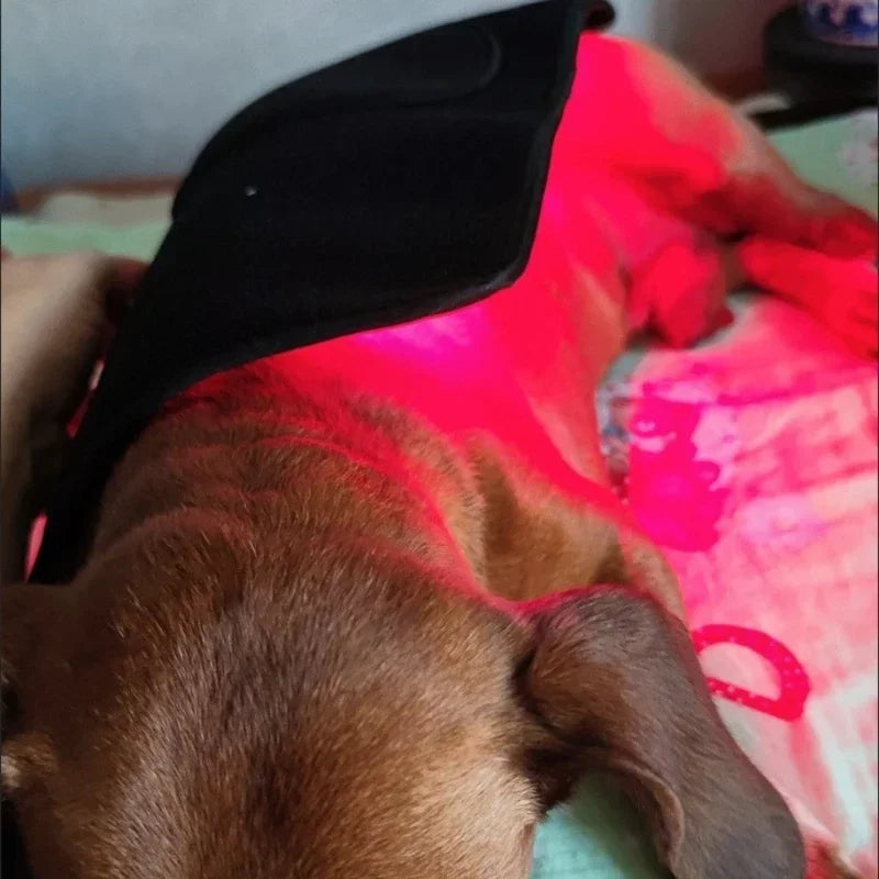 Pawjoy LED Red Light Therapy Pad 🐾 — wearable infrared pad for dogs, cats, and horses to soothe muscles and joints.