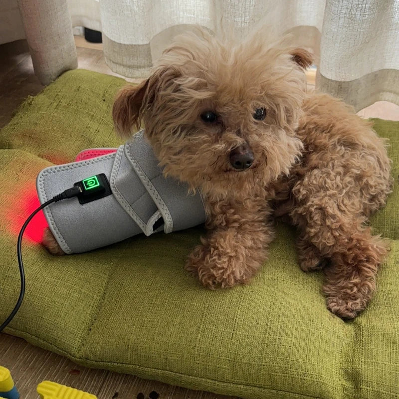 Pawjoy LED Red Light Therapy Pad 🐾 — wearable infrared pad for dogs, cats, and horses to soothe muscles and joints.
